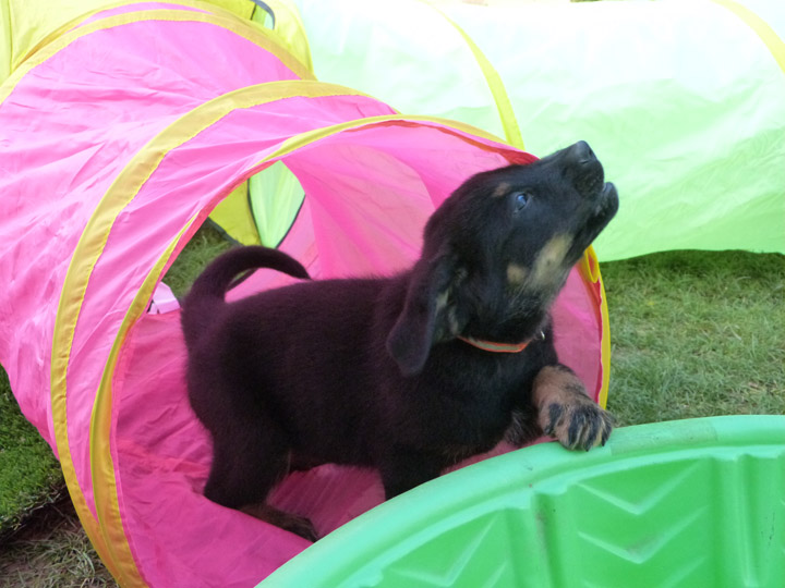 chinook dog